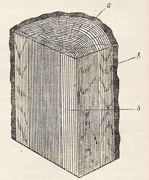 Три главных разреза древесины